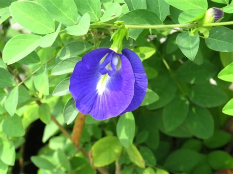 Clitoria (Butterfly Pea Plant) – A to Z Flowers