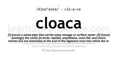 Cloaca definition and meaning Collins English Dictionary