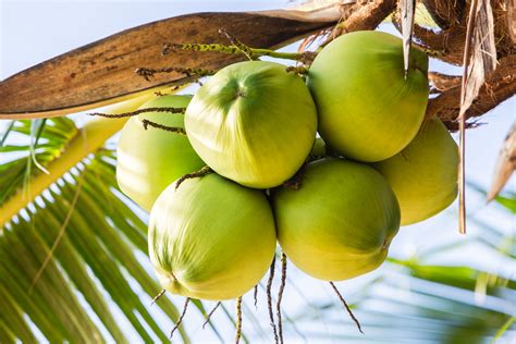 Know The Flip Side: Coconut Water. Short-Term Effects. Diarrhea, upset stomach, nausea, vomiting, and an irregular heartbeat, Long-Term Effects. May lead to an increase in potassium levels in the blood, which can be dangerous for people with kidney problems. Drug Interactions.. 
