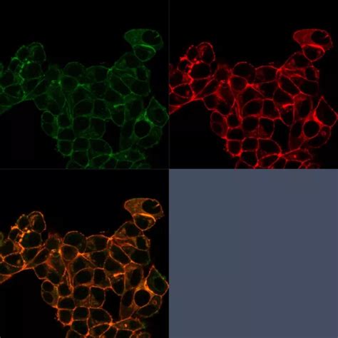 Clone LTF-2 Antibody Products Biocompare