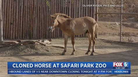 Cloned endangered horse 'thriving' at San Diego Safari Park