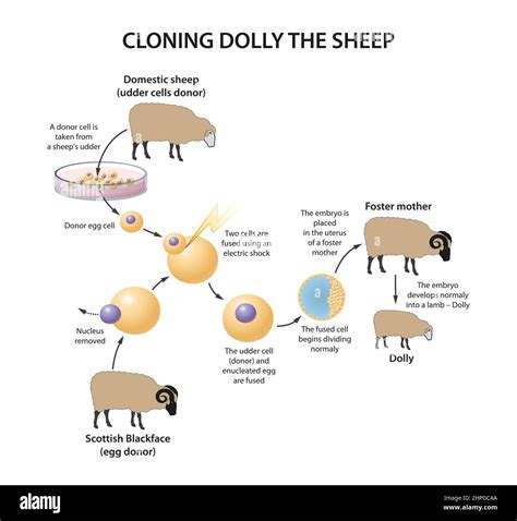 Cloning Sheep The Canadian Encyclopedia