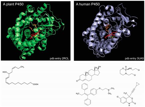 Cloning of the cytochrome P450 enzyme from - Springer