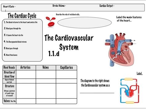 Close Cardiovascular System Revision Worksheet