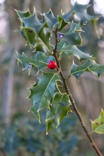 Close Holly Leaves On Tree Stock Photo 2261208223 - Shutterstock