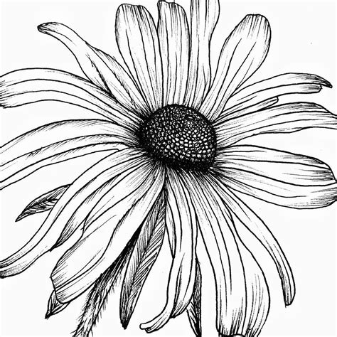 Close Up Flower Drawing