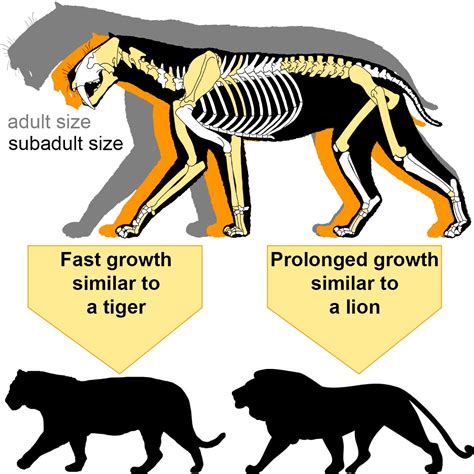 Saber-toothed cats were powerfully built ambush predators that were only distantly related to true cats. Smilodon fatalis is the California state fossil and remains of more than 2,000 individuals have been recovered from Rancho La Brea. These cats used their 8-inch long canines to help sever the blood vessels of their prey. Isotopic evidence suggests the saber-toothed cats from Rancho La Brea .... 