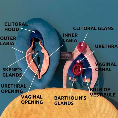 Closeup pictures of clitoris and anus. .  <a href=https://dev-connect.elody.ai/ai2ox/...