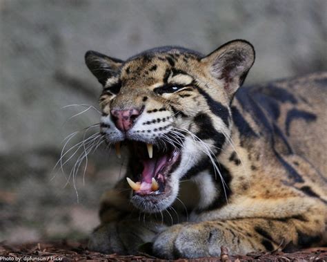 Clouded Leopard Snarl Hiss.wav by Pro Sound Effects