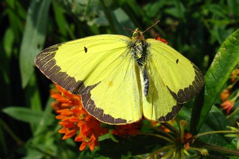 Clouded Sulphur (Colias philodice) Idaho Fish and Game