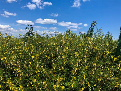 Cloudless sulphurs dazzle at Back Bay National Wildlife Refuge