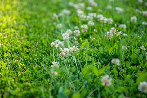 Clover grass. Jan 21, 2024 ... One of the best advantages of a clover lawn is the cost savings — it's just $1 to seed 1000 square feet of land. 