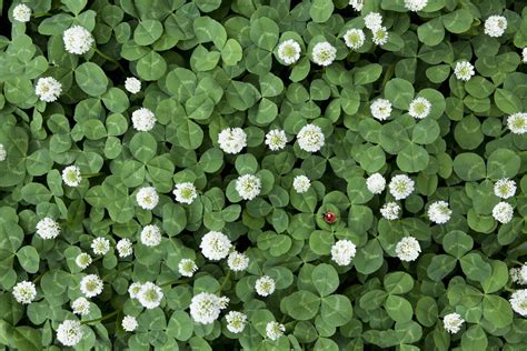 Clover weed. Clover is a versatile and widespread plant that belongs to the legume family. It is known for its trifoliate leaves, vibrant flowers, and nitrogen-fixing properties. With over 300 ... 