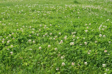 Clover yards. White clover is a common creeping weed with white flowers that invades lawns and gardens. The perennial weed is identified by its small creamy-white flowerheads consisting of 20 to 50 tiny petals and trifoliate leaves. ... Controlling chickweed in your yard is important because it can compete with cultivated plants and turfgrass. However, it ... 