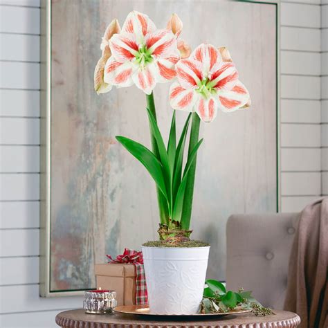 Clown Amaryllis Single Shop Breck