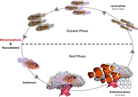 Clown fish life cycle stages - Taunt On Water