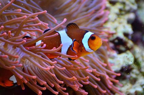 Clown-Fish Facts Fishapedia Wiki Fandom