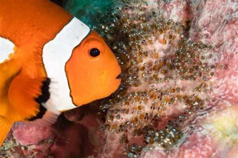 Clownfish laid eggs.. now what? - REEF2REEF Saltwater and Reef …