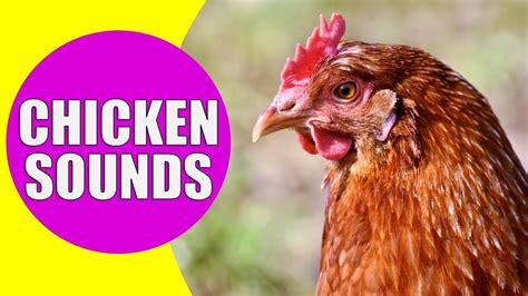 Clucking chicken. The Cluck: Basic Chicken Communication. Clucking is the most common sound made by chickens. It’s a general conversational noise, used for various purposes … 