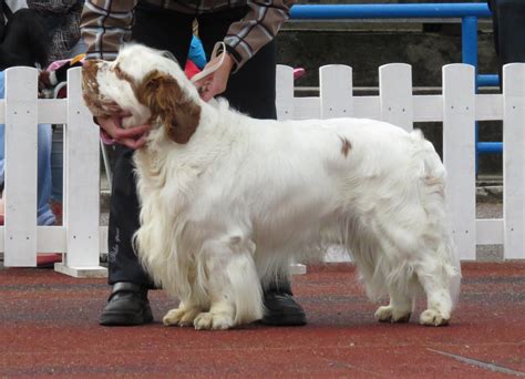 Clumber spaniel guía integral del propietario. - The economist business travellers guides by rick morris.