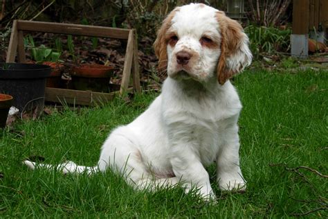 Clumber spaniel puppies. The Clumber Spaniel is a long, low dog, rectangular in shape and with massive bone. This build, in combination with a deep chest, heavy brow, and powerful hindquarters, once enabled the dog to move through thick underbrush when hunting. The coat is straight, flat, soft, and dense, imparting resistance to weather. The white color helped the hunter locate … 