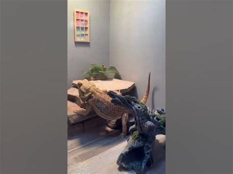 Clumsy BEARDED DRAGON eats rucola! So cute! - YouTube