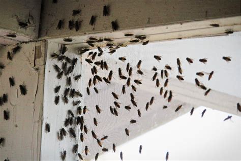 Cluster flies in house. Those large flies in your home in winter are probably cluster flies, which overwinter in the protected areas between the inside and outside walls of your home, or in the attic or basement. Overwintering insects generally stay in secluded areas until the warming and lengthening days of spring pull them from … See more 