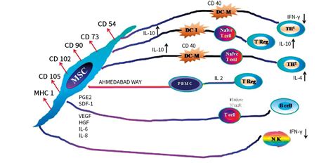 Cluster of differentiation in stem cells