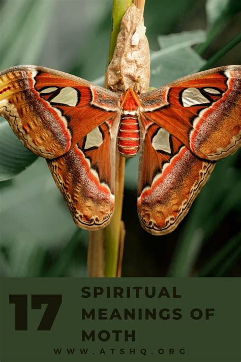 2) Metamorphosis. This is arguably the most significant spiritual meaning and symbolism that white moths possess. They are symbols and embodiments of transformation. Like butterflies, moths go through a steady transformative process, leading to the caterpillar stage, and eventually the final stage where they remain.. 