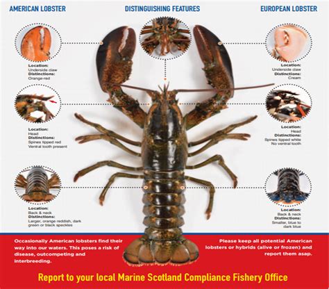 Cm lobster. bak di isi air laut dengan ketinggian 60 cm. Lobster terlebih dahulu diaklimatisasi selama 7 hari pada bak aklimatisasi (4 x 1 x 1 m3) sebelum perlakuan. Selama aklimatisasi lob-ster diberi pakan alami berupa ikan rucah. Setelah diaklimatisasi lobster ditebar pada bak penelitian dengan kepadatan 23 ekor ... 