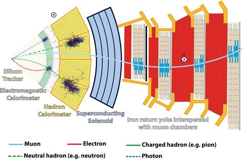 Cms detect. Detecting Muons. The final particle that CMS observe directly is the muon. Muons belong to the same family of particles as the electron, although they are around 200 times heavier. They are not stopped by the calorimeters, so special sub-detectors have to be built to detect them as they traverse CMS. These sub-detectors are interleaved with the ... 