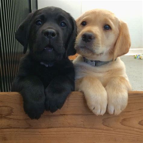 Co labrador puppies. Labradors thrive in company and adore extra attention and playing games with their owners. ... Labradors thrive in company ... Labrador Puppies & Dogs | Breed Facts ... 