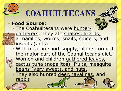 What was the Coahuiltecans food source? The peoples who most recently inhabited the coast of South Texas were the Coahuiltecans and the Karankawas. Both peoples lived off deer, small game, rodents, and even insects, but their main food sources were probably plants such as prickly pear cactus, mesquite beans, and pecan.. 