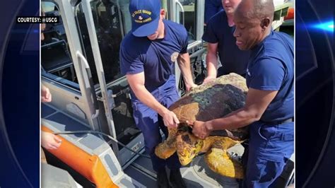 Coast Guard rescues sea turtle in distress near Tampa Bay pier