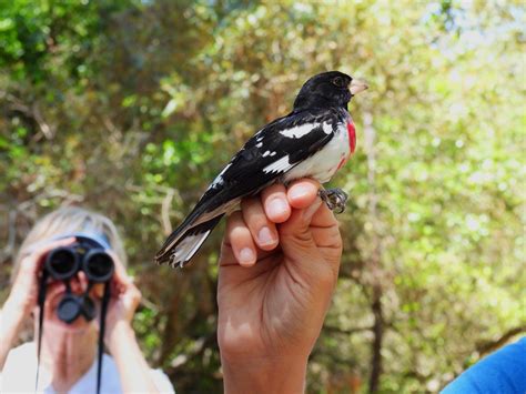 Coastal Alabama Bird Banding Fort Morgan - coast360.com