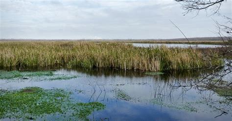 Coastal Flatwoods Wetlands Texas Coastal Wetlands