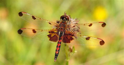 Coastal Mountains Nature Program walk: Insect Bonanza