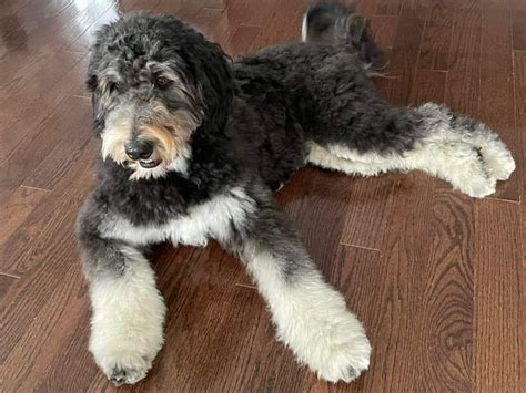 Bernedoodle puppies typically run to somewhere between $2,000 to $5,000 at present. ... Point Breeze Doodles : Texas : $4,000 - $4,500: Sweet Pea Bernedoodles: Table of Contents. Factors that Determine Bernedoodle Puppy Price; Different Types of Bernedoodle Breeders and How Price Varies ;.