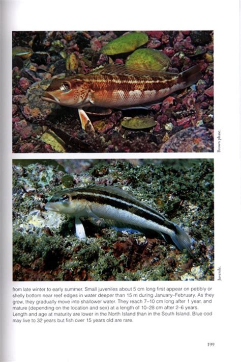 Coastal fishes of new zealand an identification guide. - Antropología de la sierra de huelva.