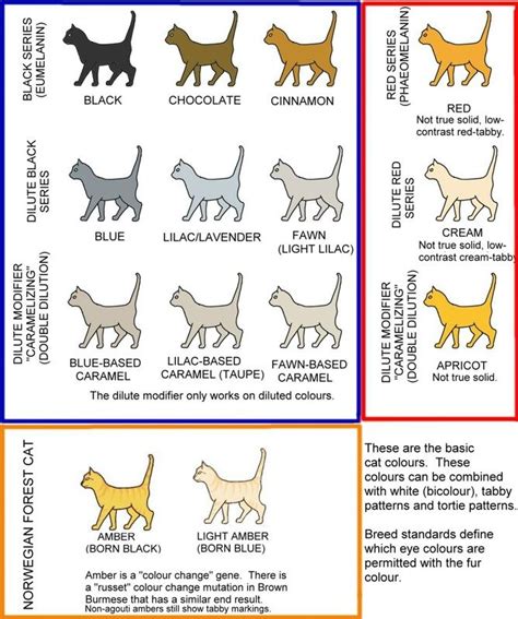 Coat and Color Descriptions – The Cat Fanciers