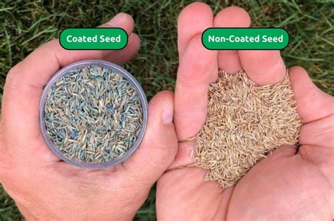 Coated grass seed.  Learn about the unique coating that protects seeds and...
