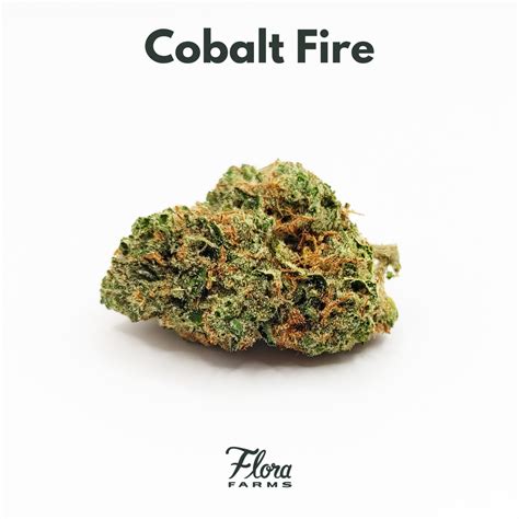 Cobalt Ice is a sativa dominant hybrid strain (70% sativa/30% indica) created through crossing the famous Blue Dream X PermaFrost strains. Named for its gorgeous appearance and delicious flavor, this celebrity child is the perfect beautiful wake-and-bake for a day when you need to get up and moving before you kick back and really relax.