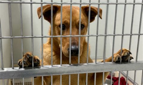 Adopt a puppy or dog in Muskegon, Michigan Shelters a