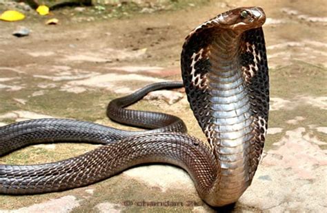 Cobra - Description, Habitat, Image, Diet, and Interesting Facts