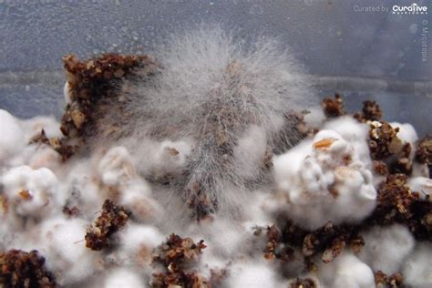 Cobweb mold is a fungal disease affecting v