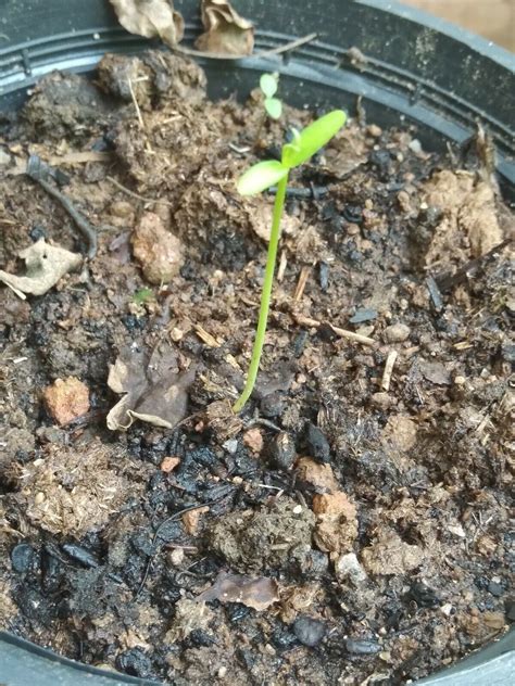 Coca Seed Germination - Best Strain of Coca Plant!