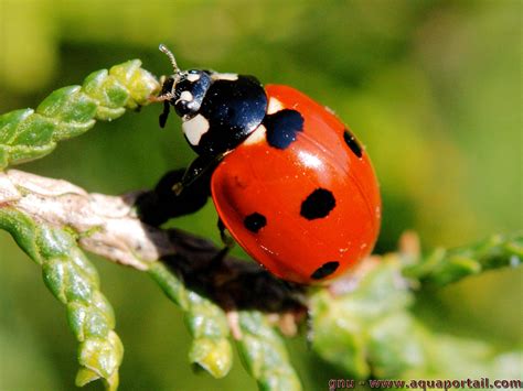 Coccinelle. Things To Know About Coccinelle. 