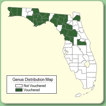 Cocculus - Genus Page - ISB: Atlas of Florida Plants