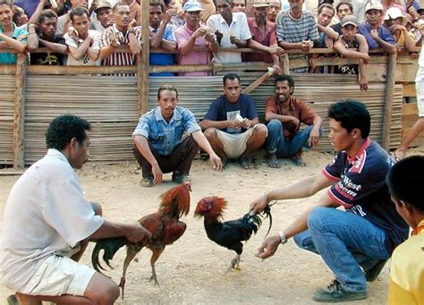 Cock fighting in the philippines. .  ...