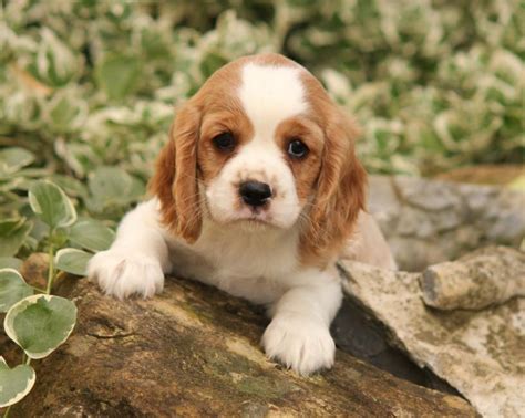 Cockalier dog. The Cockalier is a designer crossbreed from the United States. Pedigree. The Cockalier is a cross between a purebred Cocker Spaniel and Cavalier King Charles Spaniel. Food / … 